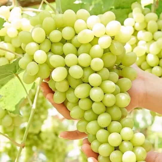 微信截图_20231114164123