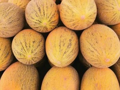 十里馋新疆特产正宗伽师八六王哈密