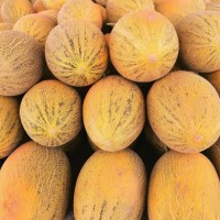 十里馋新疆特产正宗伽师八六王哈密瓜新鲜水果纹黄皮特级甜瓜礼盒 一箱1个瓜(4-5斤) 中果