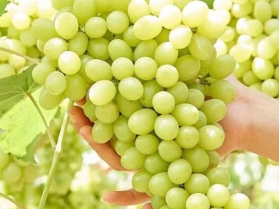 正宗新疆吐鲁番无核白葡萄无籽新鲜